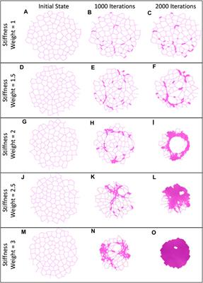 Elucidating the interaction between stretch and stiffness using an agent-based spring network model of progressive pulmonary fibrosis